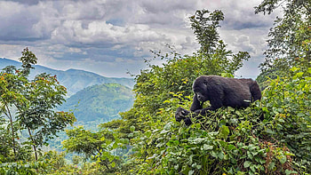 Uganda travels, Tasty leaves, Beautiful view, Microsoft HD wallpaper