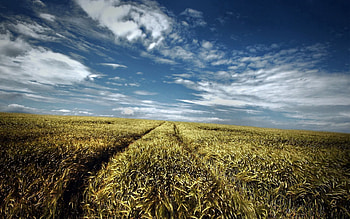 Nature, Sky, Clouds, Field, Ears, Traces, Spikes HD wallpaper