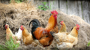 Rooster beauty, Vibrant , U TV, for chicken enthusiasts HD wallpaper