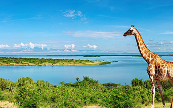 Breathtaking Ultra giraffe, Nile River calmness, Serene beauty, Nature's masterpiece HD wallpaper