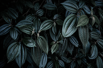 Nature, Leaves, Plant, Dark, Branches HD wallpaper