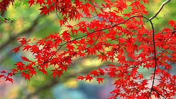 autumn leaves, autumn, leaf, yard, tree HD wallpaper