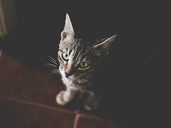 Dark, Cat, Kitty, Kitten, Muzzle, Striped HD wallpaper