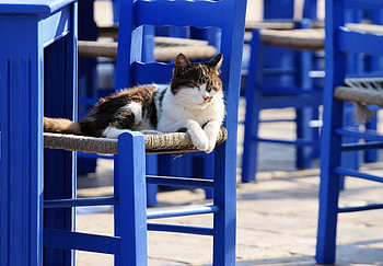 cat for jasnas, blue, chair, cat, beautiful HD wallpaper