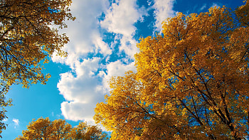 Cottonwood trees, Lovetoknow article, Interesting facts, Nature's giants HD wallpaper