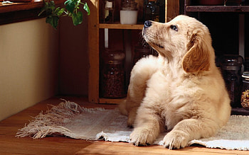 Cute Labrador, sweet, labrador, animals, dogs, cute HD wallpaper