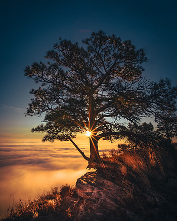 Nature, Sun, Dawn, Wood, Tree, Fog, Morning, Cliff, Sunlight, Sun Rays HD phone wallpaper