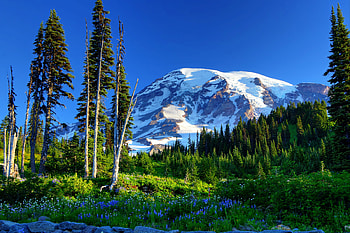 Nature, Flowers, Trees, Grass, Mountains, Snow, Usa, United States, Slope, Mount Rainier HD wallpaper