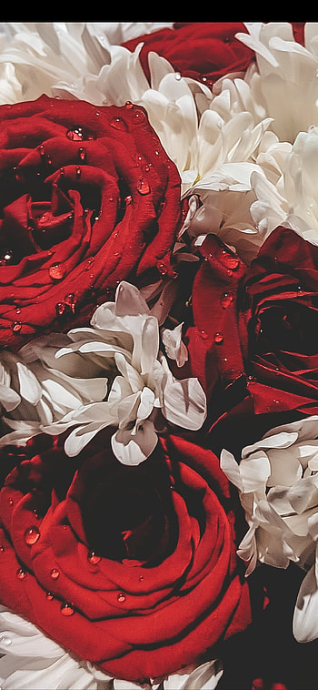 Rechazadas rojas, flowers, rosas, flores, venay HD phone wallpaper