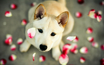 Aidi dog, Cute dog, Popular HD wallpaper