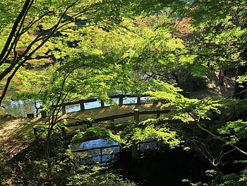Nature, Rivers, Summer, Greens, Bridge HD wallpaper