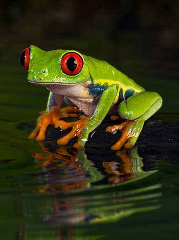 Pond, Red Eyed Tree Frog HD phone wallpaper