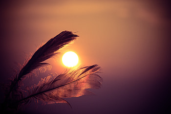 Feathers Sunbeams Of Sun , feather, sunbeam, nature, sun, graphy HD wallpaper