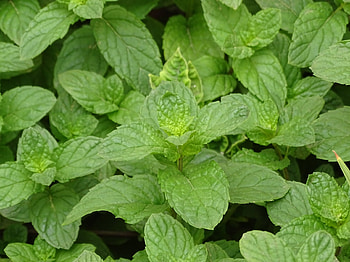 Green herb plants, Flowering plant, Spearmint and Lemon Balm, Garden graphy HD wallpaper