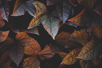 Leaves, Cinnamon, Plant, Dark HD wallpaper