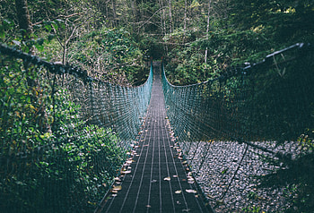 Nature, Trees, Ropes, Cordage, Forest, Suspension Bridge HD wallpaper