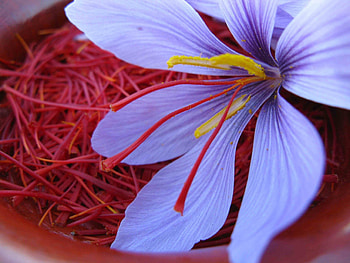 Saffron, Top backgrounds HD wallpaper