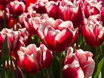 Plants, Flowers, Tulips HD wallpaper