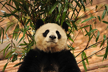 Animals, Bear, Bamboo, Panda HD wallpaper