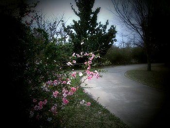 Spring Flowers Just Before Winter Returned, winter, flowers, spring HD wallpaper