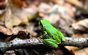 Games, Frogs HD wallpaper