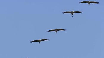 Flock of cranes, Sky backdrop, Bird , Sharing the beauty HD wallpaper