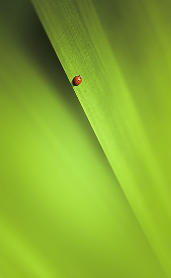 Macro, Sheet, Leaf, Insect HD phone wallpaper