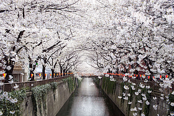 Canal, Blossom, Tree HD wallpaper
