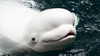 Beluga Whale, , Michelle Simpson, Aquatic beauty HD wallpaper
