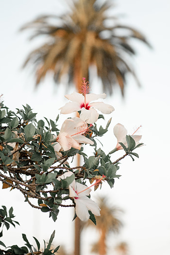 Flowers, Flower, Flowering, Bloom, Branch, Hibiscus HD phone wallpaper