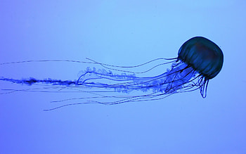 Box Jelly Fish HD wallpaper