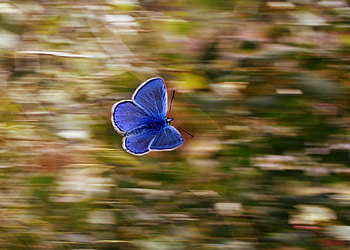 Butterfly, blue, insect, blur HD wallpaper