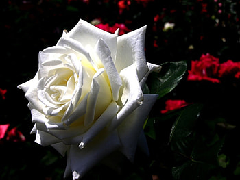 Large White Rose, white, shadow, gorgeous, large, rose, leaves, petals, flower, green, nature HD wallpaper