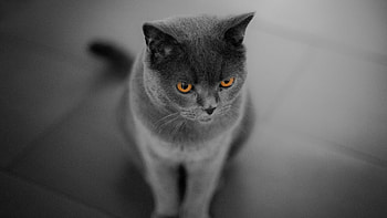 British Cat, Curious cat, Orange eyes HD wallpaper