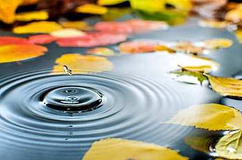 A PUDDLE at AUTUMN, enchanting nature, beautiful, seasons, leaves, waterdrops, autumn, nature, splendor, lovely, macro, foliage HD wallpaper