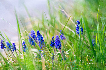 Grass, flowers, meadow, outdoor, hyacinth HD wallpaper
