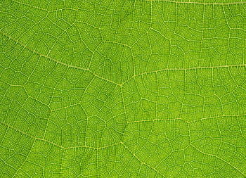 Intricate close-up capture of vibrant green leaf showing delicate vein patterns. HD wallpaper