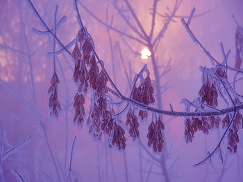 Plants, Winter, Leaves, Violet HD wallpaper