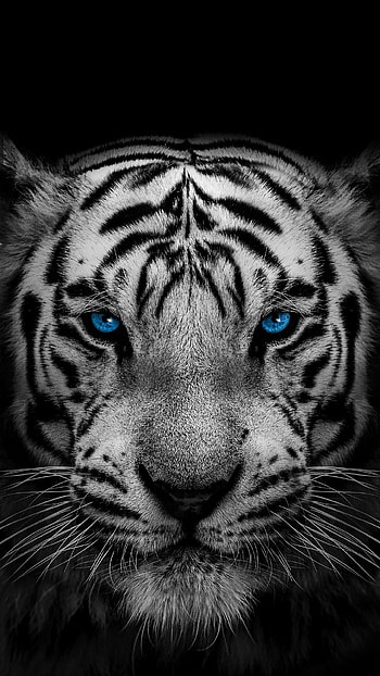 White tiger, eye, head, blue-eyes, animal, wild HD phone wallpaper