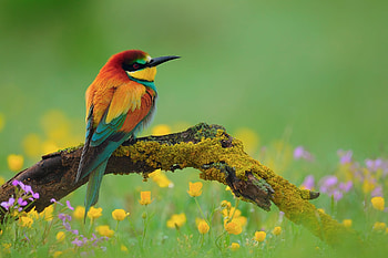 Golden bee eater, Bird, Flowers, Branch, Peeler HD wallpaper