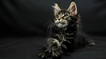 Maine Coon beauty, Majestic feline companion, Fluffy and friendly, Graceful Maine Coon HD wallpaper