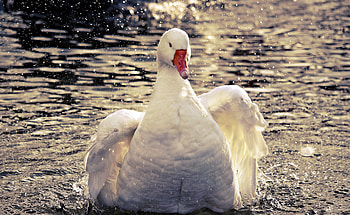 Goose, swim, white bird HD wallpaper