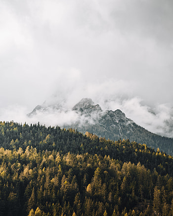 Nature, Trees, Mountains, Forest, Fog HD phone wallpaper