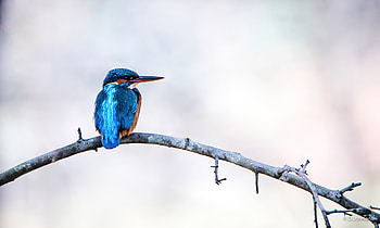 River Kingfisher , kingfisher, birds, animals HD wallpaper