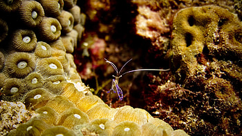 Shrimp background, Underwater world, Aquatic creature, Baltana HD wallpaper