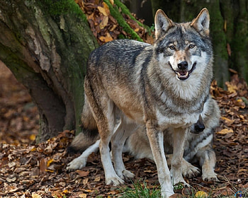 A Pair of Wolves, animal, leaves, pair, trees, wolfs, forest HD wallpaper