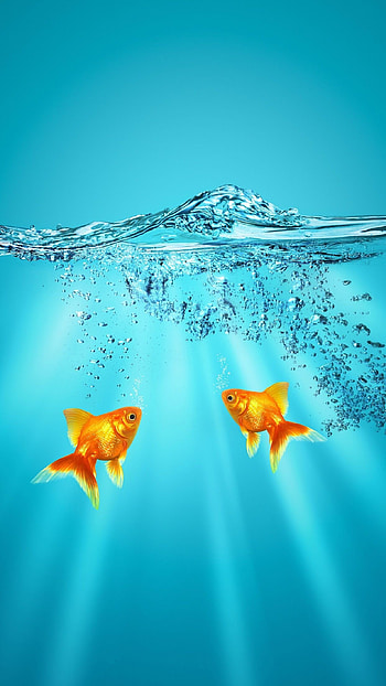 Gold Fish, Gorgeous , High-resolution visuals, Exquisite details HD phone wallpaper