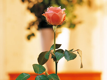 A Rose for You - Jessica !, rose, still life, pink, friend HD wallpaper