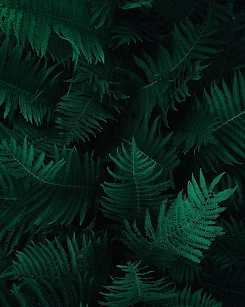 A captivating close-up of rich emerald fern leaves showcasing nature's intricate patterns. HD phone wallpaper