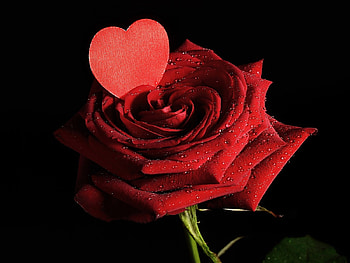 Valentine Love, valentine, rose, roses, petals, love, red, flowers HD wallpaper